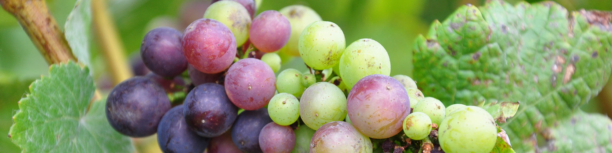 Vineyard Management